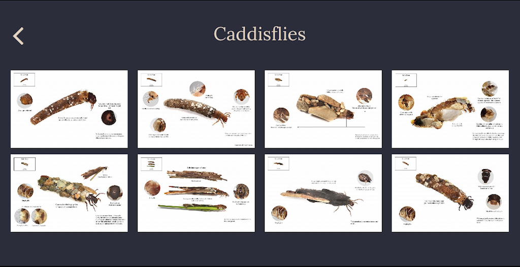 River Invertebrate Larvae | The Salisbury District Angling Club