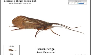 Brown Sedge