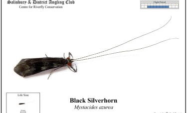 Black Silverhorn