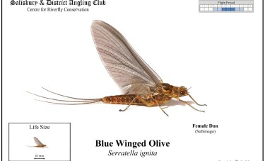 Blue Winged Olive Female Dun