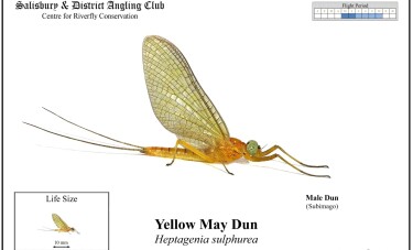 Yellow May Dun Male