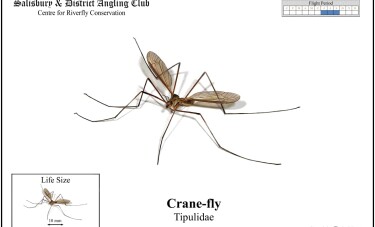 Crane Fly - Daddy Long Legs