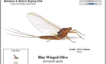 Blue Winged Olive Female Imago