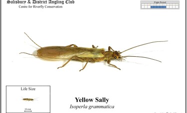 Yellow Sally