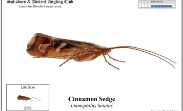 Cinnamon Sedge
