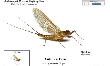 Autumn Dun Male