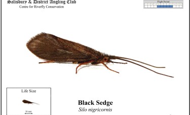 Black Sedge