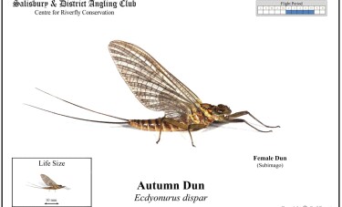 Autumn Dun Female