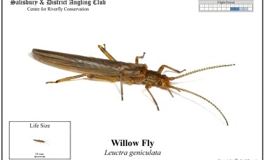 Willow Fly