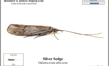 Silver Sedge