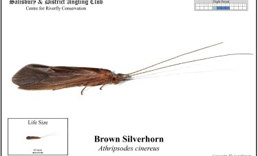 Brown Silverhorn