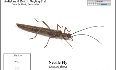 Needle Fly