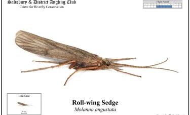 Roll Winged Sedge