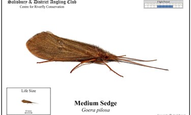 Medium Sedge