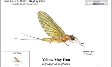 Yellow May Dun Female