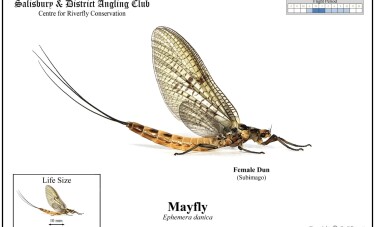 Mayfly Dun