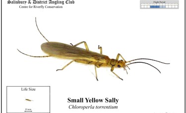 Small Yellow Sally