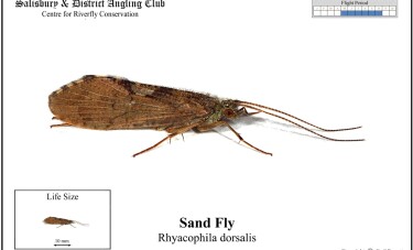 Sand Fly
