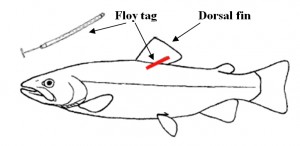 Floy Tag -Salisbury & District Angling Club