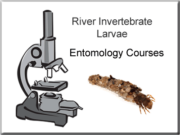 River Invertebrate Larvae Entomology Courses - Salisbury & District Angling Club