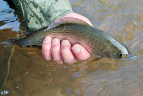 River Avon Grayling - Salisbury & District Angling Club